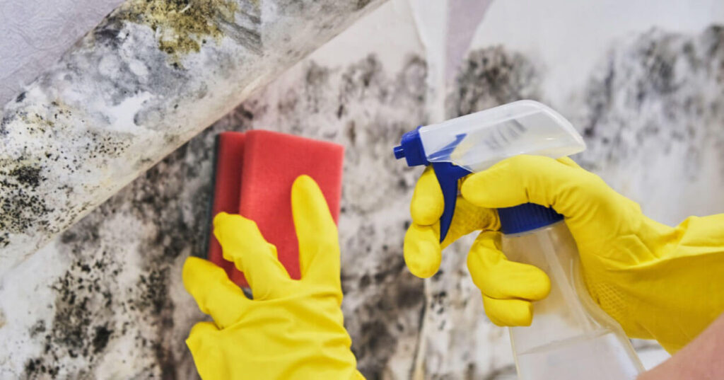 Mold Remediation Mold Remediation Lancaster