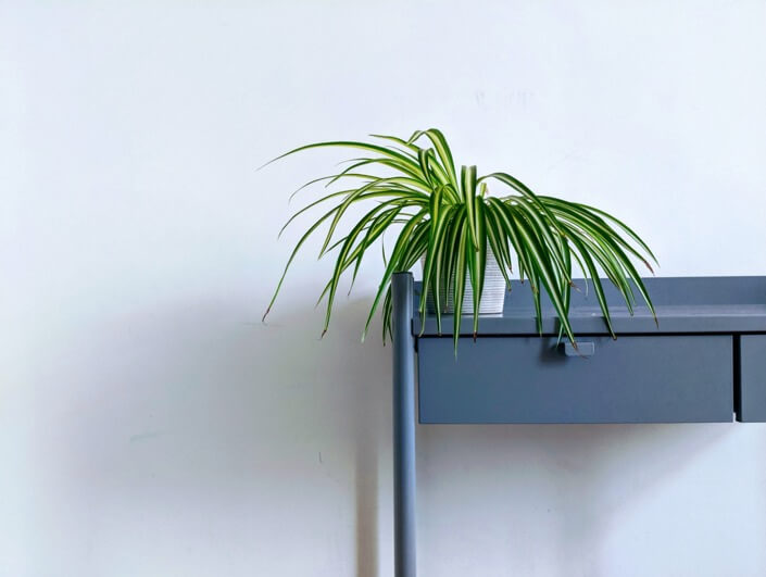 Spider Plant/Spider Ivy